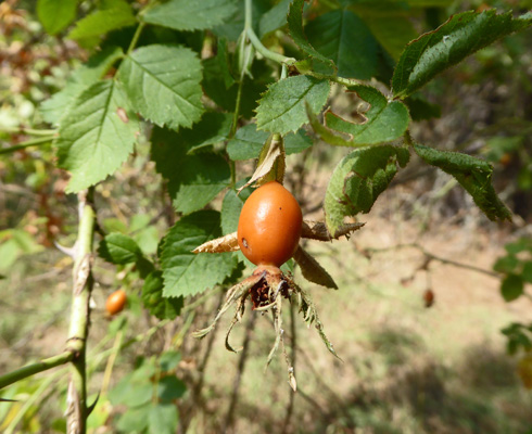 Rose hips