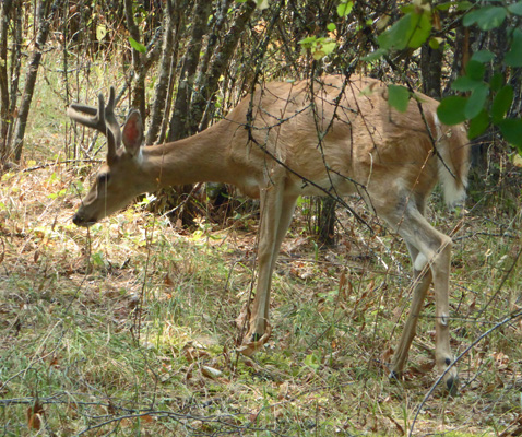 White tail buck