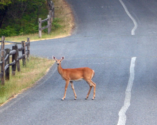 White tail doe in road