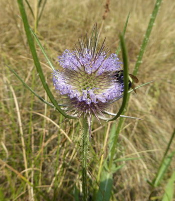 Teasel (Dipsacus fullonum)