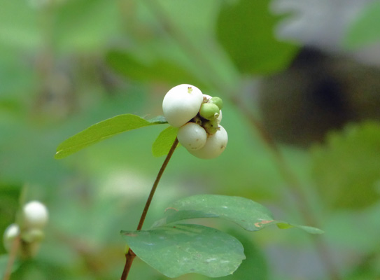 Snowberries