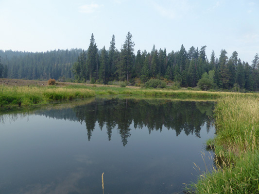 Reflection photo in marsh