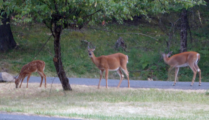 White tail deer