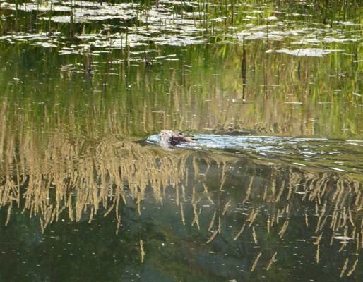 Muskrat in marsh