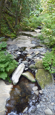 Tall shot of creek