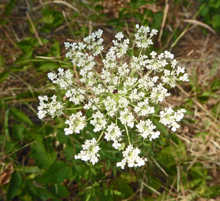 Queen Anne’s Lace (Daucus carota)