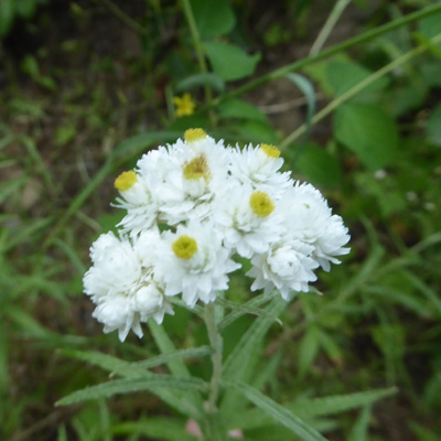 Pearly Everlasting (Anaphalis margaitacea)