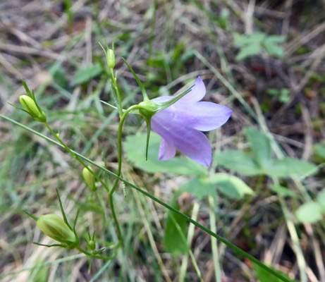 Common Harebell (Campanula rotundifolia)