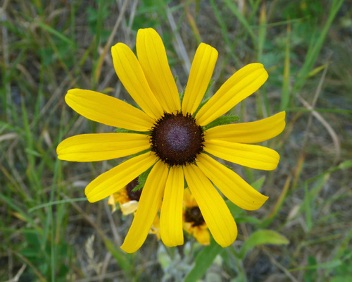 Black-eyed Susan