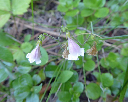 Twinflowers (Linnaea borealis)