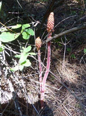 Pine-drops (Pterospora andromedea)