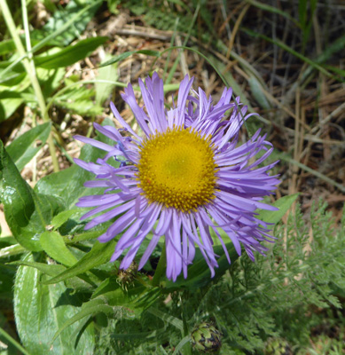 Showy Fleabane (Erigeron speciosus)