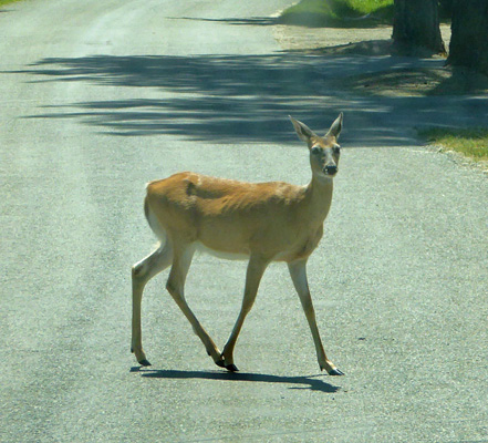 White tailed deer crossing road