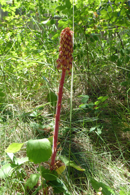 Pine-drops (Pterospora andromedea)