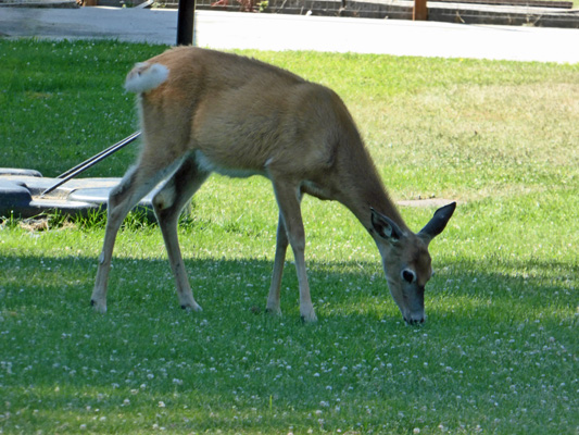 White tailed deer feeding on lawn
