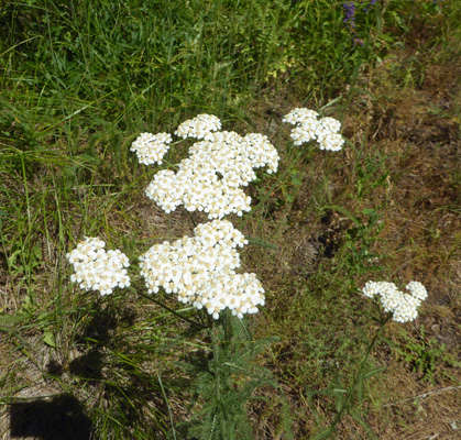  yarrow (Achillea millefolium)