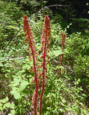 Pine-drops (Pterospora andromedea)