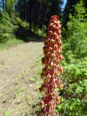 Pine-drops (Pterospora andromedea)