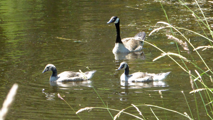 Canada goose and 2 goslings