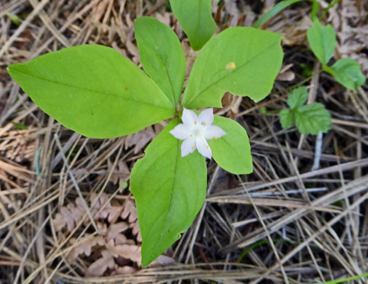 unknown forest floor flower Dworshak SP