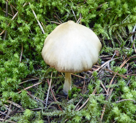 Mushroom Winchester Lake SP