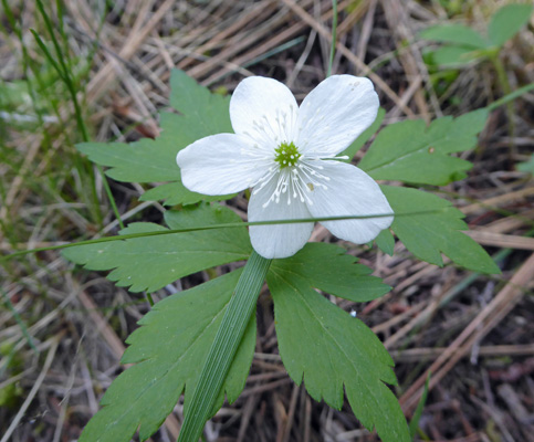 Piper's Anemone (Anemone piperi)