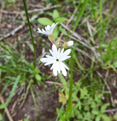 Smallflower woodlandstars (Lithopharagma parviflora)