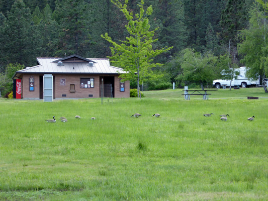 Canada geese Dworshak SP