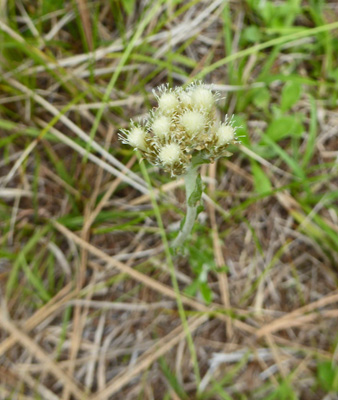 Pussytoes (species of Antennaria)