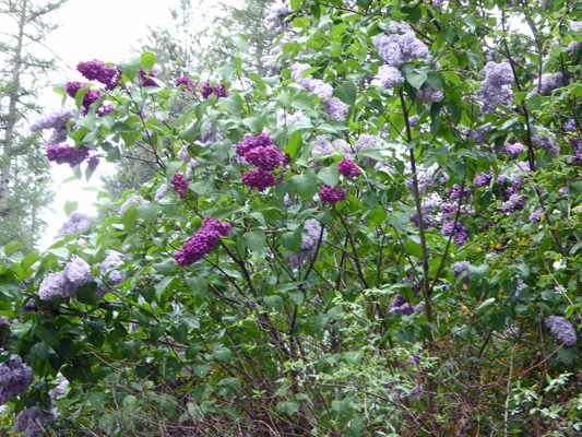 Lilacs in bloom Heyburn State Park