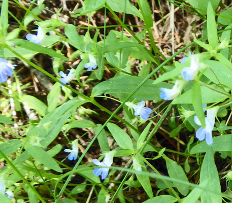 Blue-eyed Mary (Collinsia parviflora)