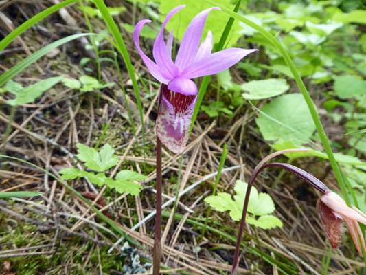 Fairyslipper (Calypso bulbosa)