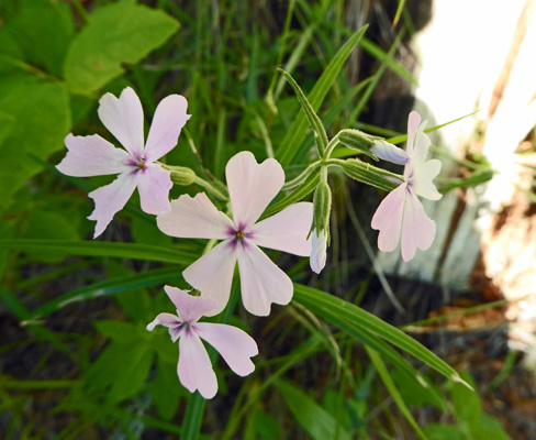 Showy Phlox (Phlox speciosa)