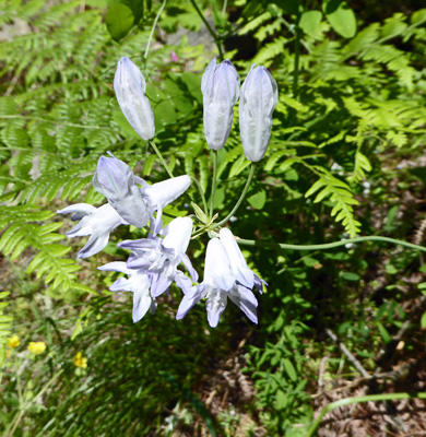 Large-Flowered Triplet Lilies (Triteleia grandiflora)