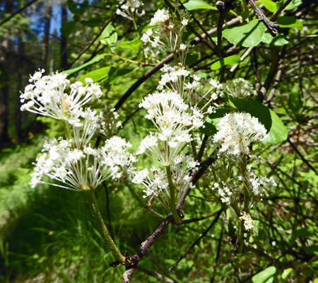 Tobacco Bush (Ceanothus velutinus)