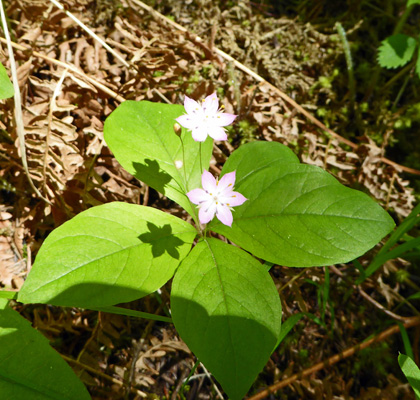 Unknown understory plant Idaho