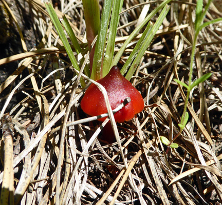 small red mushroom in grass