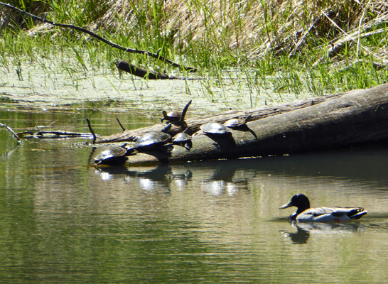 6 turtles Wincester Lake SP