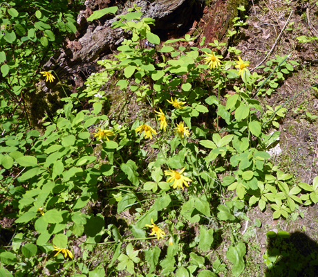 Heart-leaf Arnica (Arnica cordifolia)