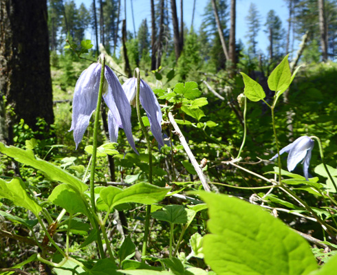 Western Virgin's Bower (Clematis occidentalis)