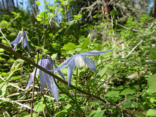 Western Virgin's Bower (Clematis occidentalis)