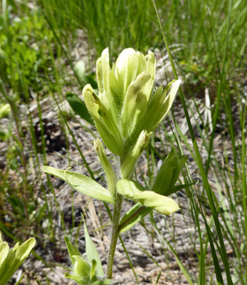 Lemon-yellow Indian Paintbrush (Castilleja flava)