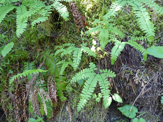 Maidenhair ferns