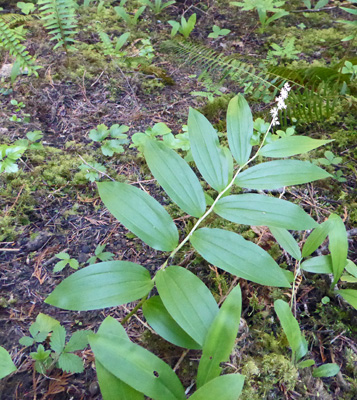 Feathery False Solomon's Seal (Maianthemum racemosum)