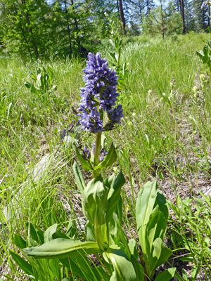 Clustered Elkweed (Frasera fastigiata)