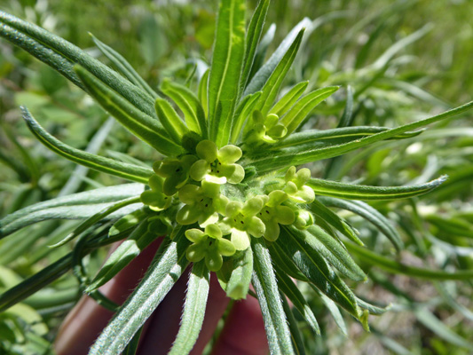 Columbia Puccoon (Lithospermum ruderale) 