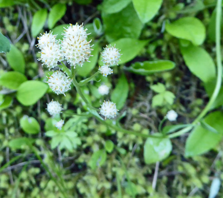 Racemose pussytoes (Antennaria racemosa)