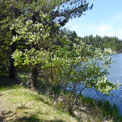 Western Serviceberry (Amelanchier alnifolia)