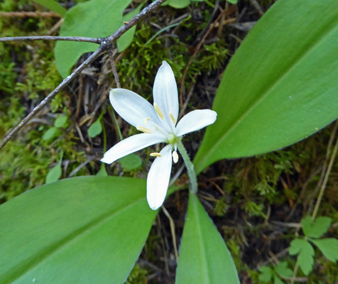 Queen’s Cup (Clintonia uniflora)