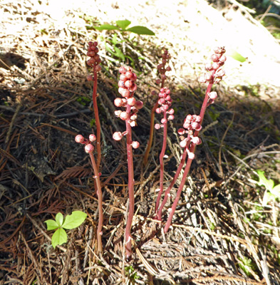 Cluster of coralroot maybe